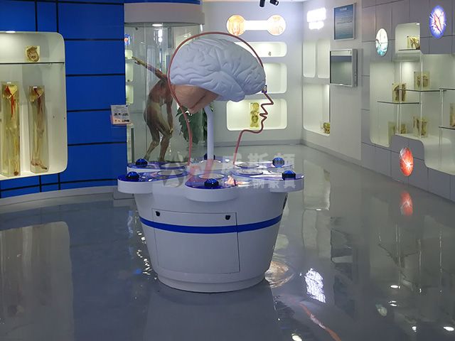 大脑玻璃钢人体器官模型道具